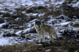 Flere finske ulver kan komme til Norge